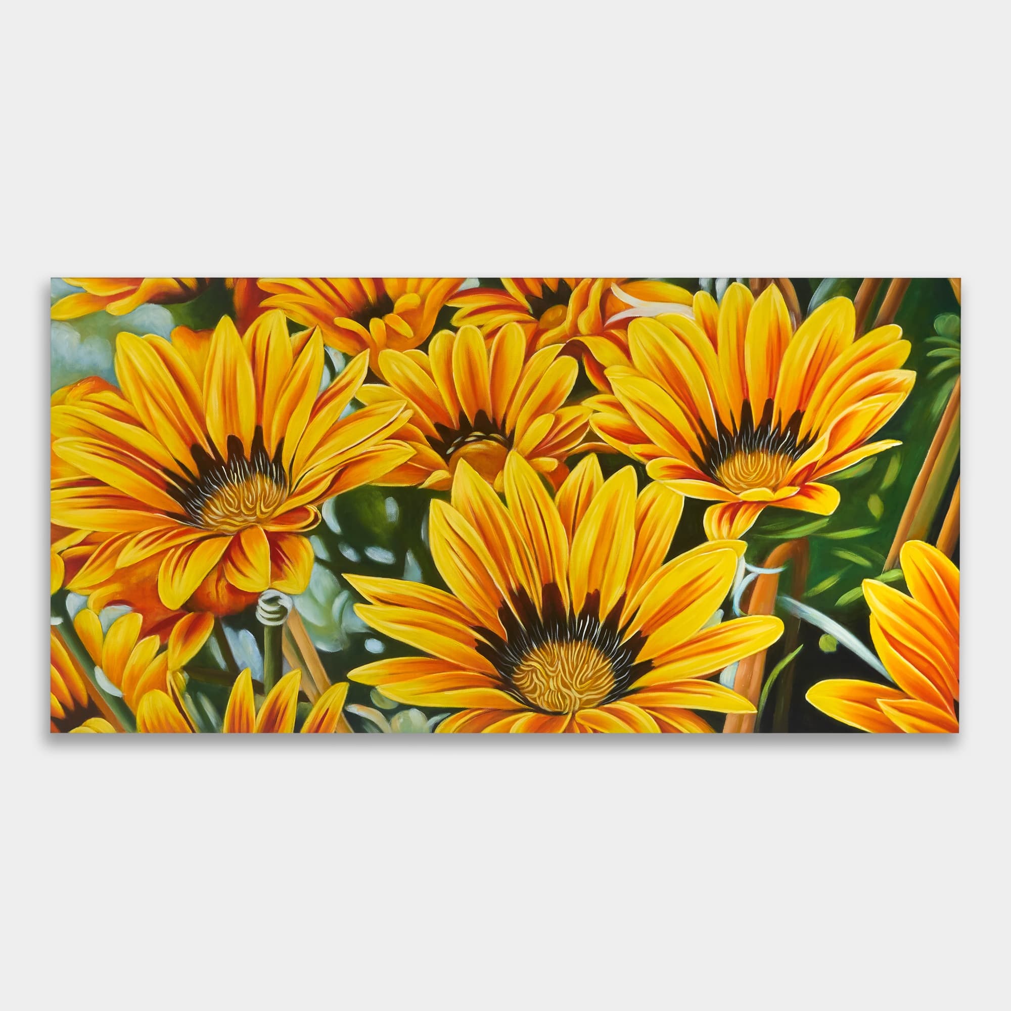 Yellow Gazania Flowers in Bloom