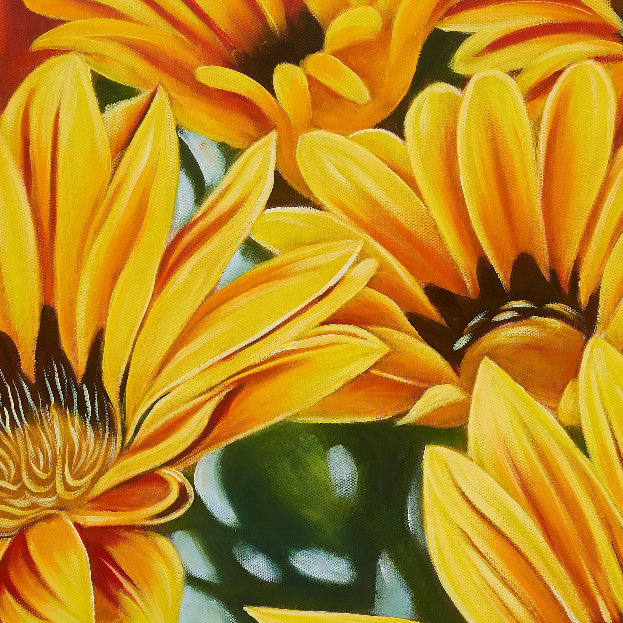 Yellow Gazania Flowers in Bloom image 7