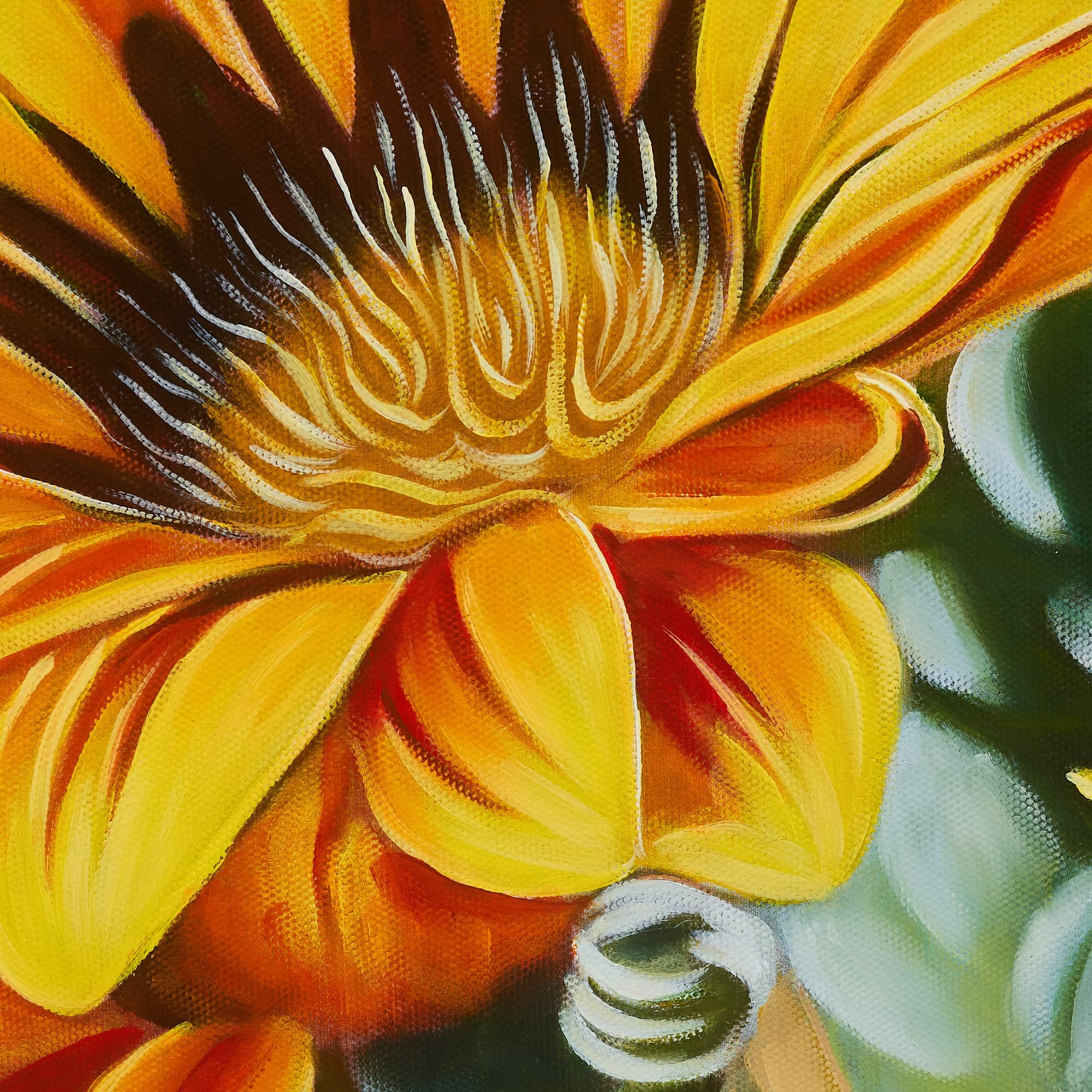 Yellow Gazania Flowers in Bloom image 4