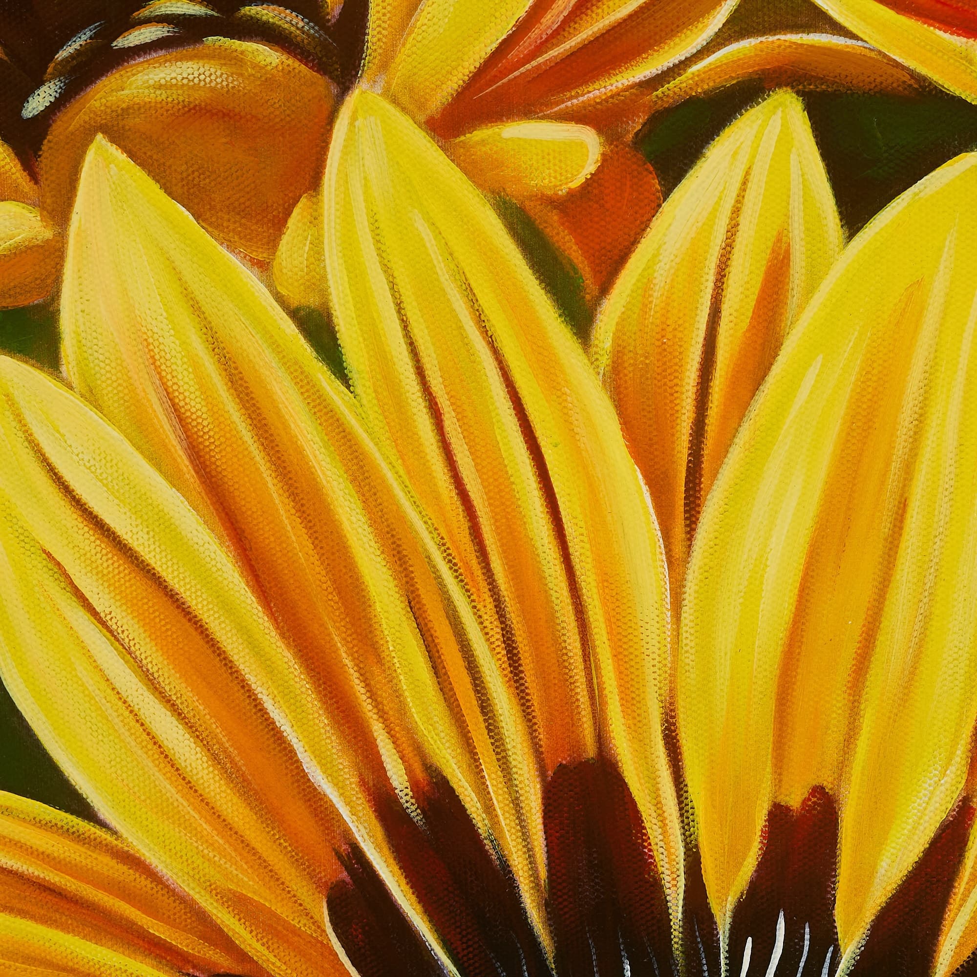 Yellow Gazania Flowers in Bloom image 3