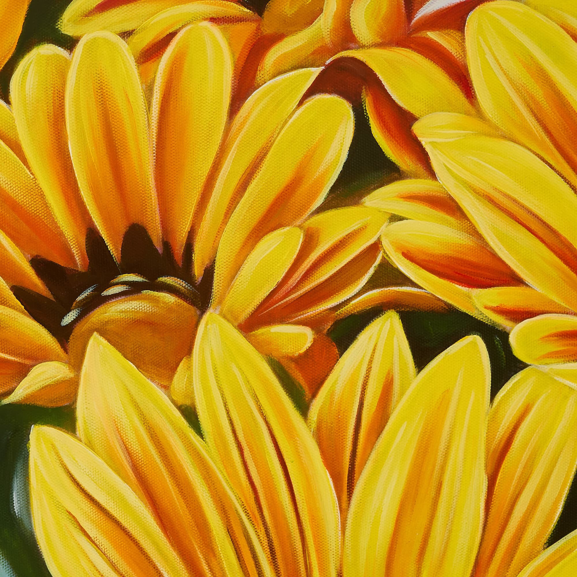 Yellow Gazania Flowers in Bloom image 2