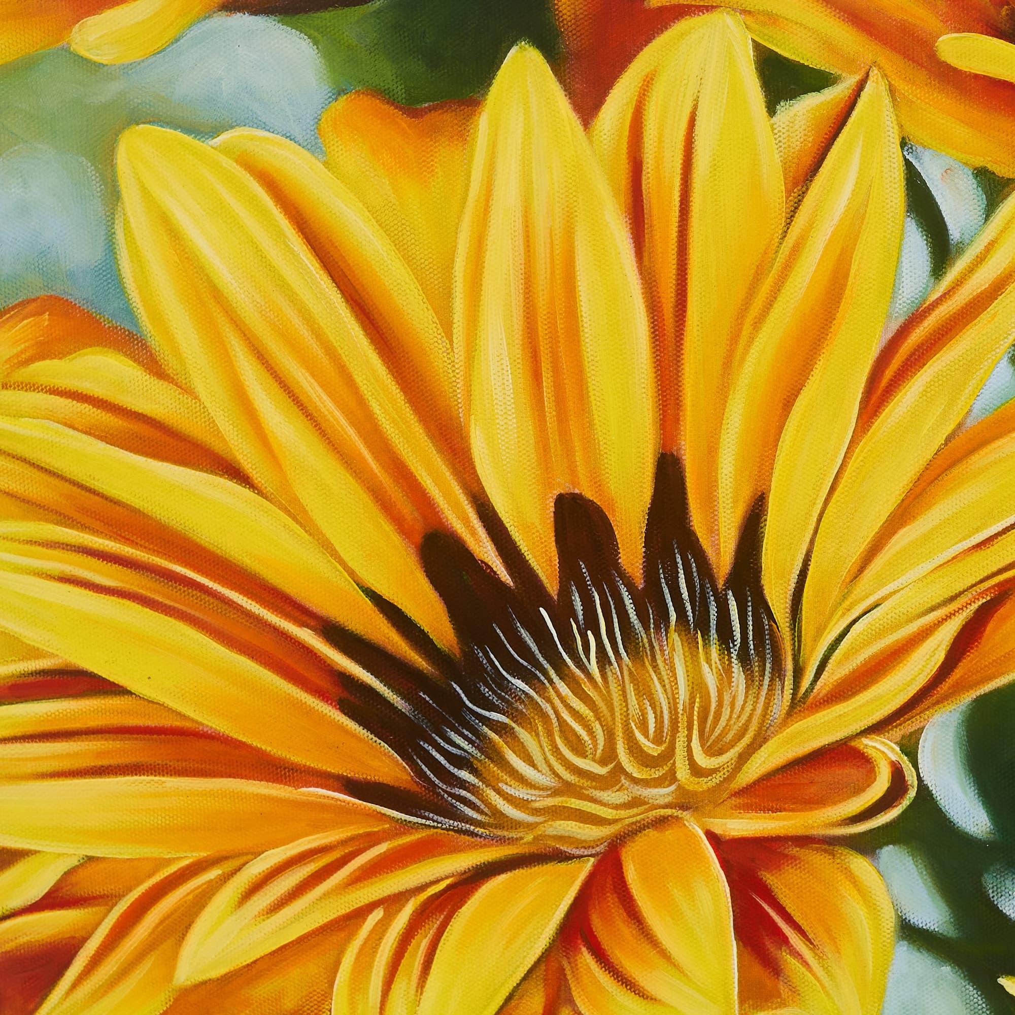 Yellow Gazania Flowers in Bloom image 6