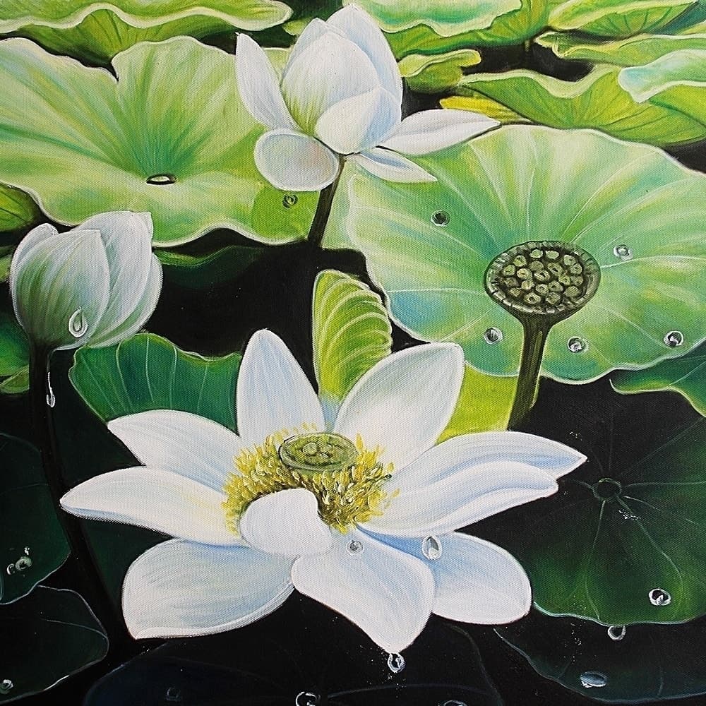 White Lotus Flowers with Raindrops image 5