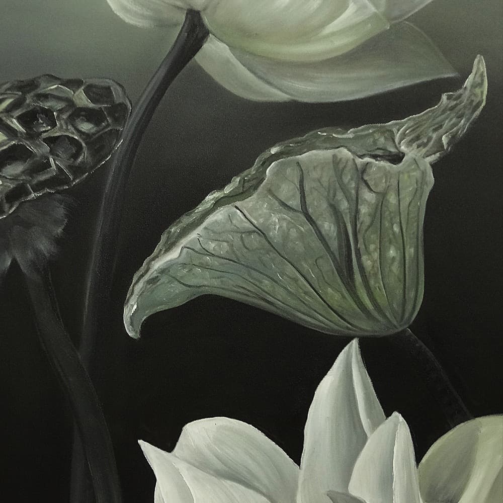 White Lotus with Seed Pod on Dark Background image 7