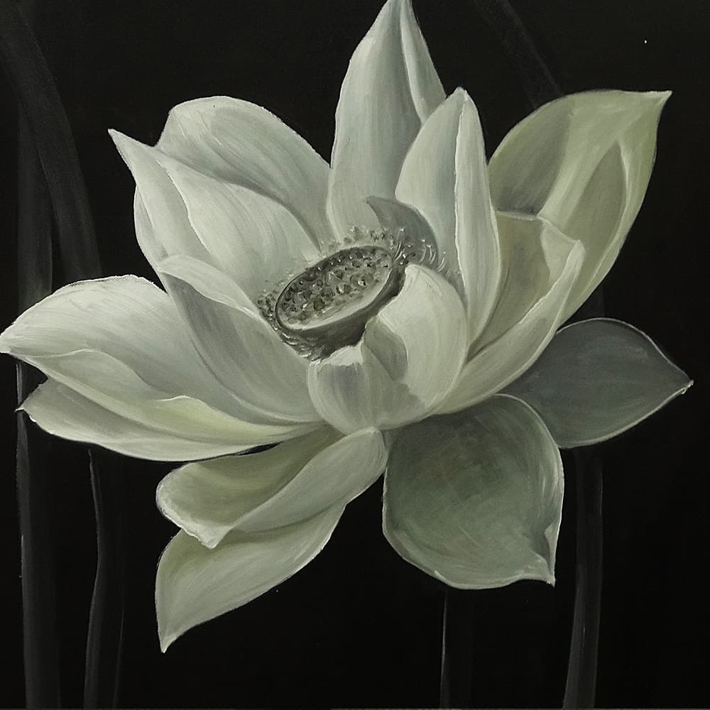 White Lotus with Seed Pod on Dark Background image 6
