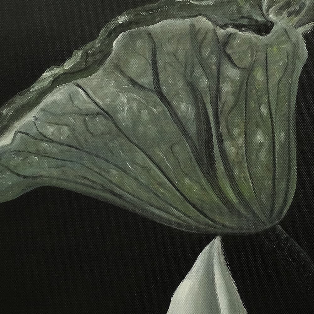 White Lotus with Seed Pod on Dark Background image 4