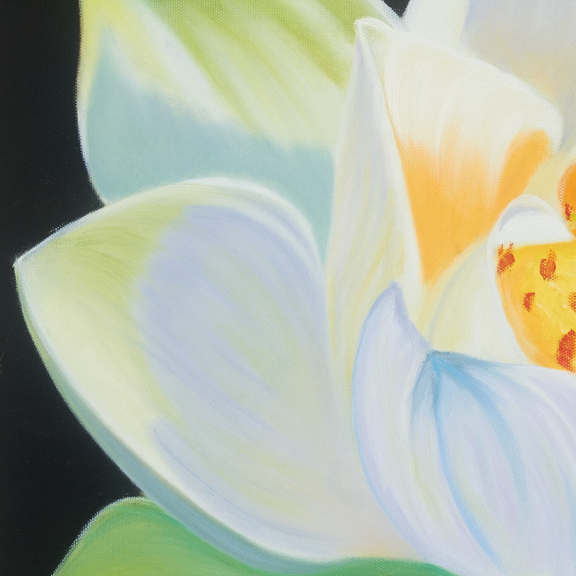 Single White Lotus in Full Bloom image 4