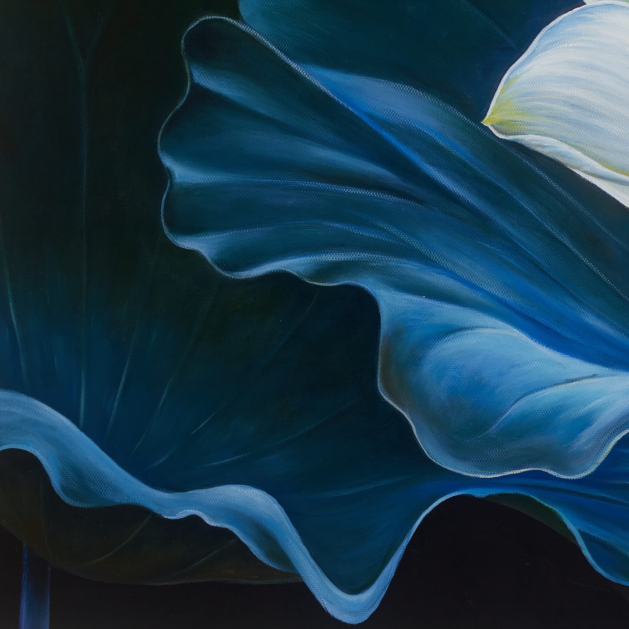 White Lotus with Blue Lily Pads image 5