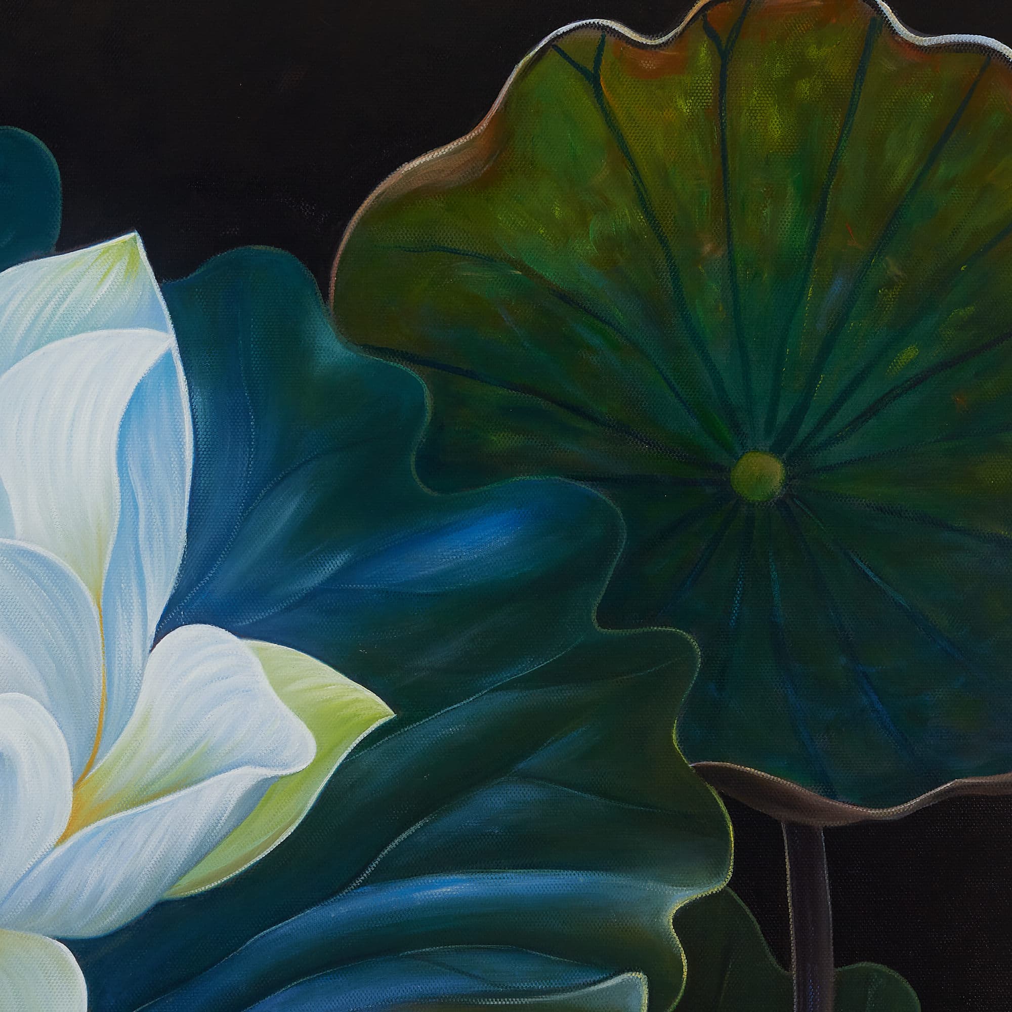 White Lotus with Blue Lily Pads image 7