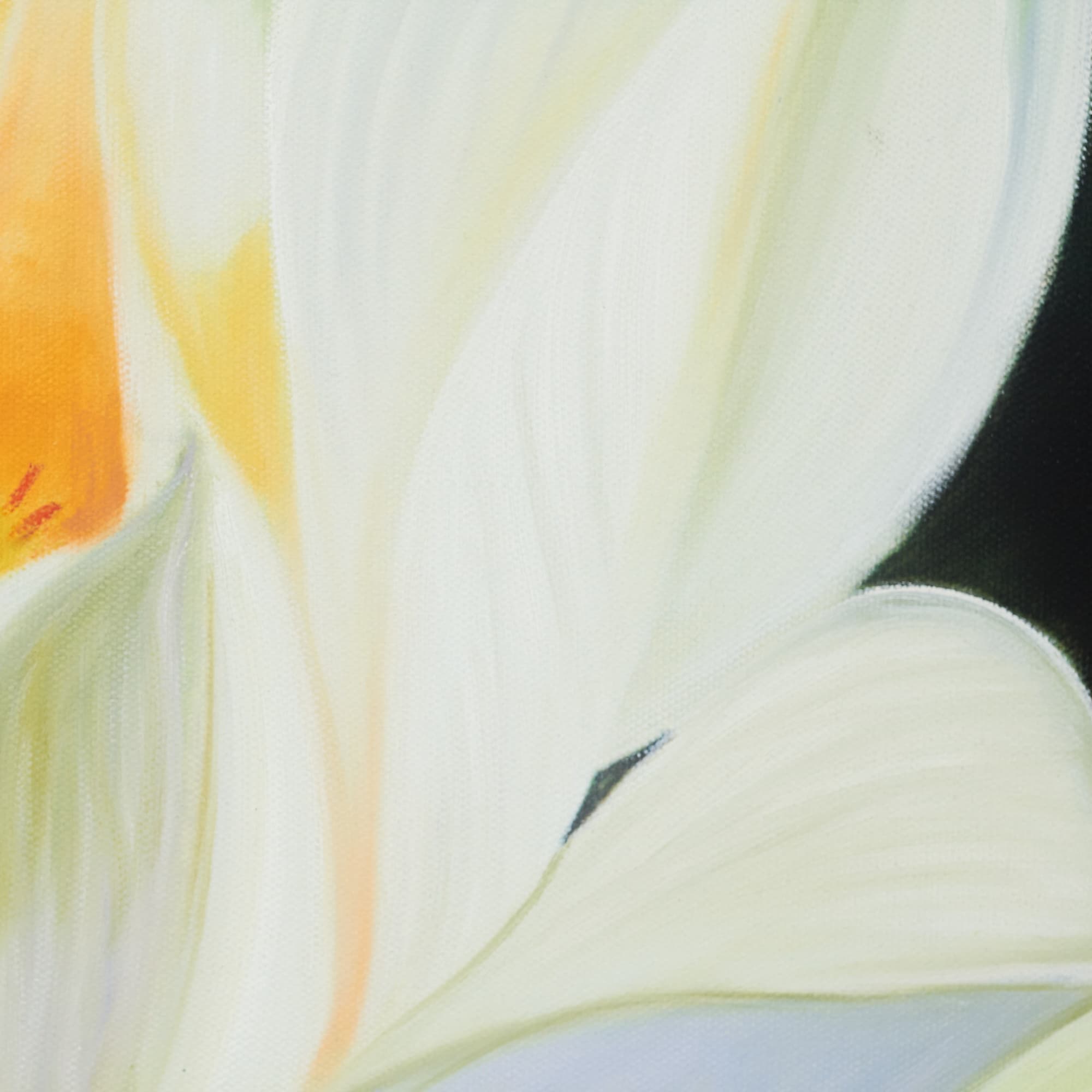 Single White Lotus in Full Bloom image 5