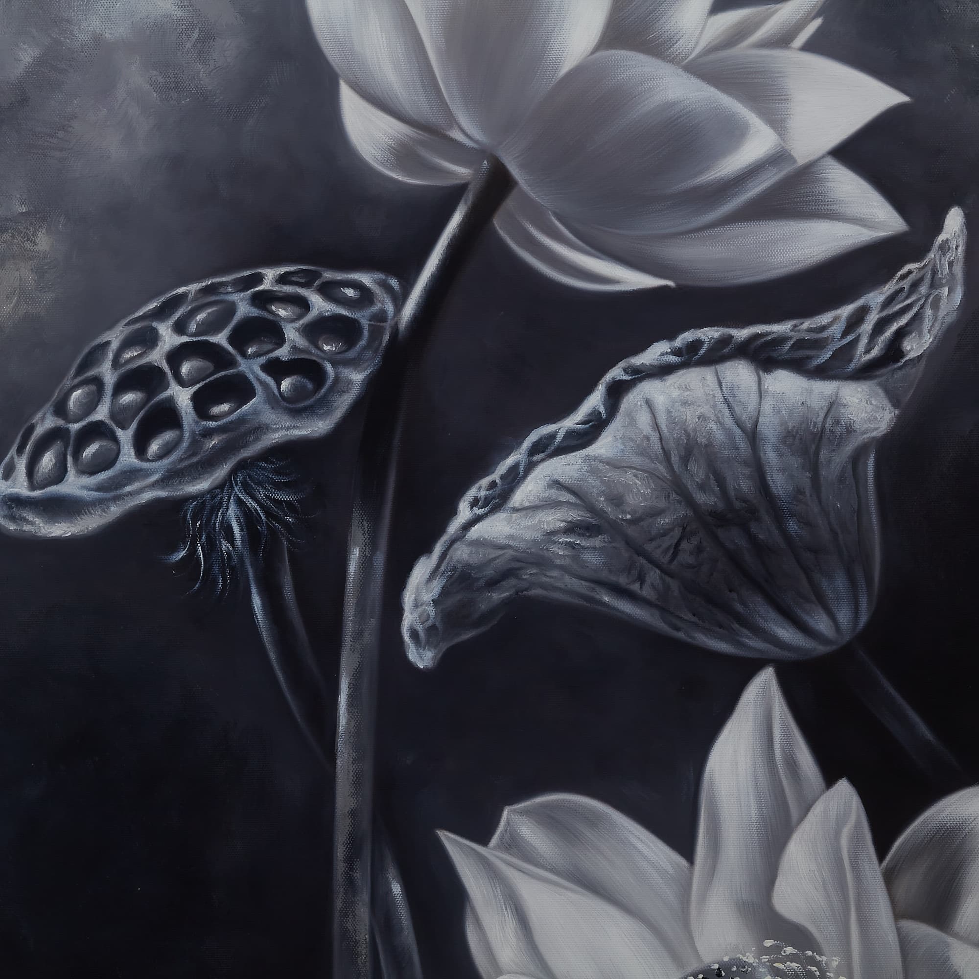 White Lotus in Monochrome image 8