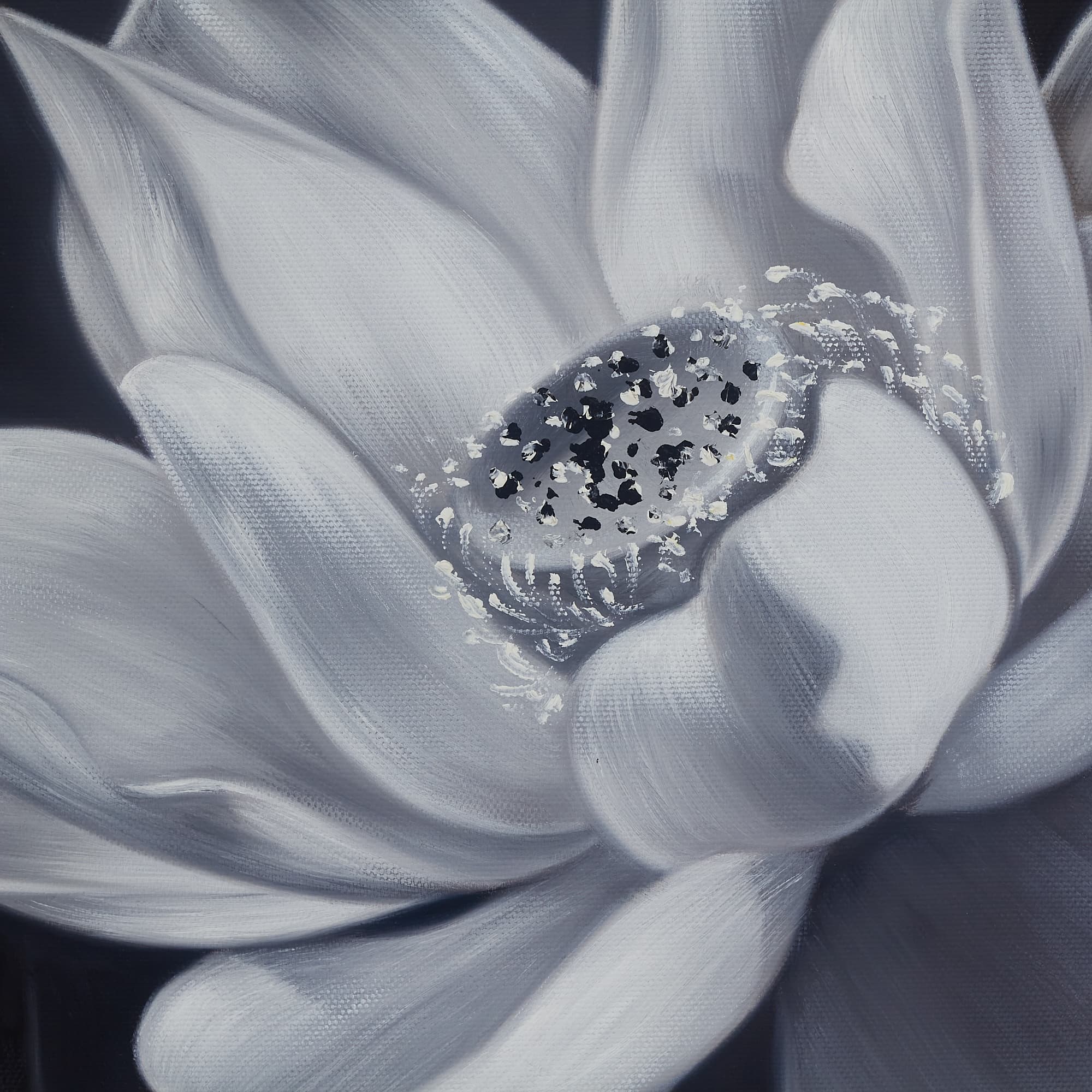 White Lotus in Monochrome image 7