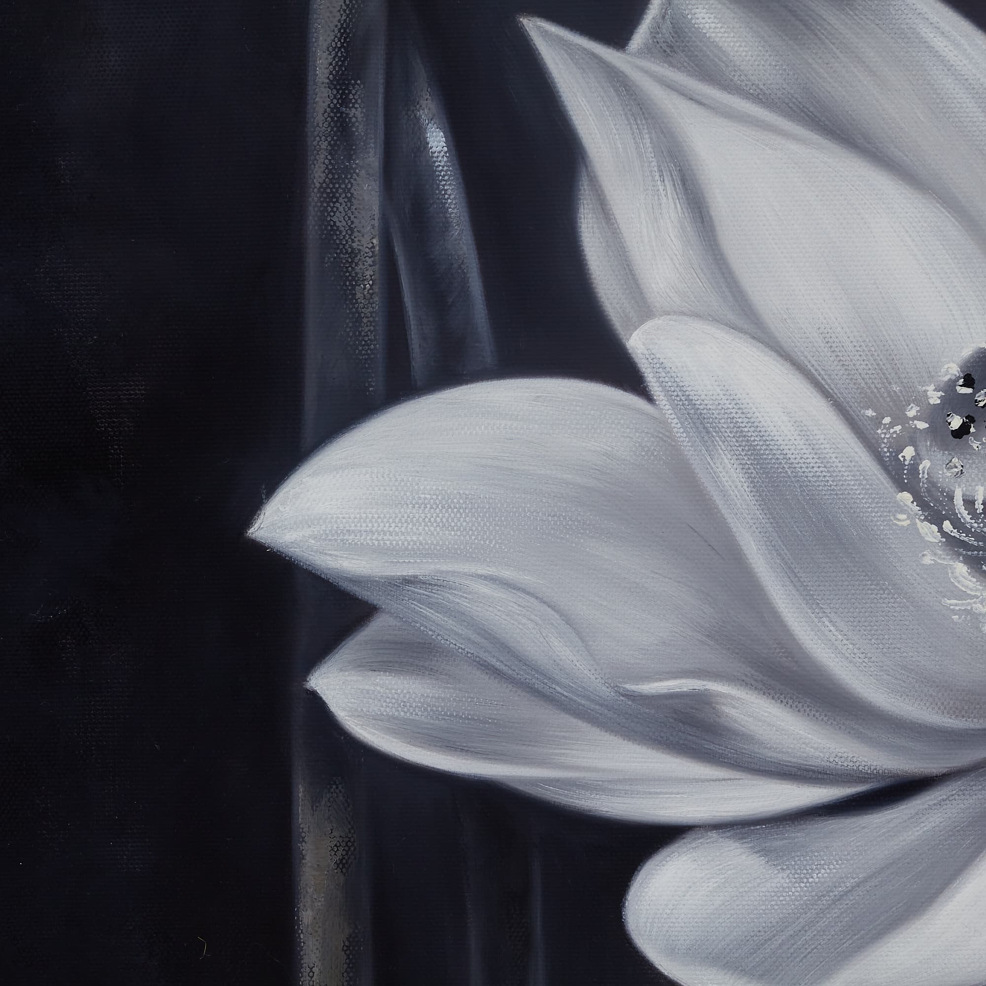 White Lotus in Monochrome image 5